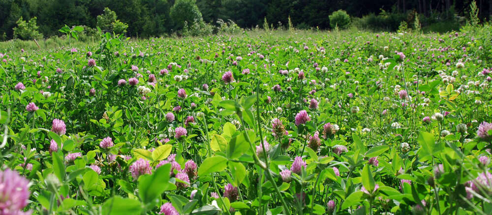 A field of tall red clover against a forest