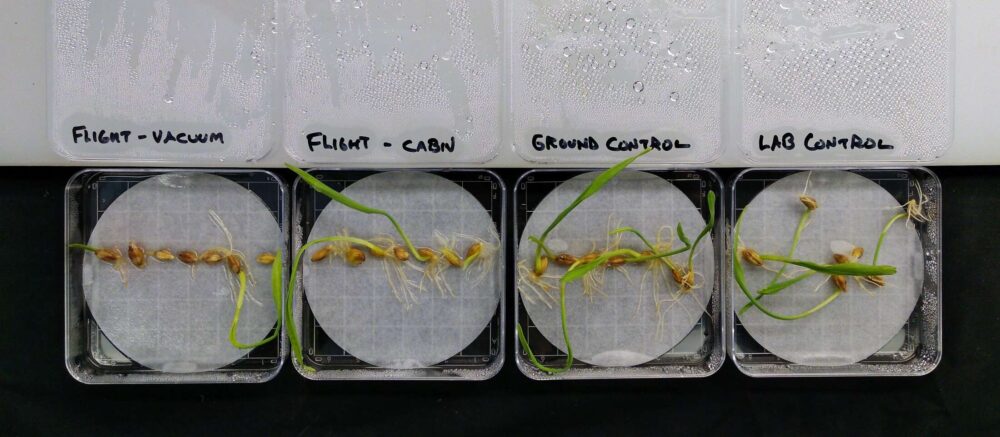 Sprouting barley seeds are seen in four petri dishes in a row