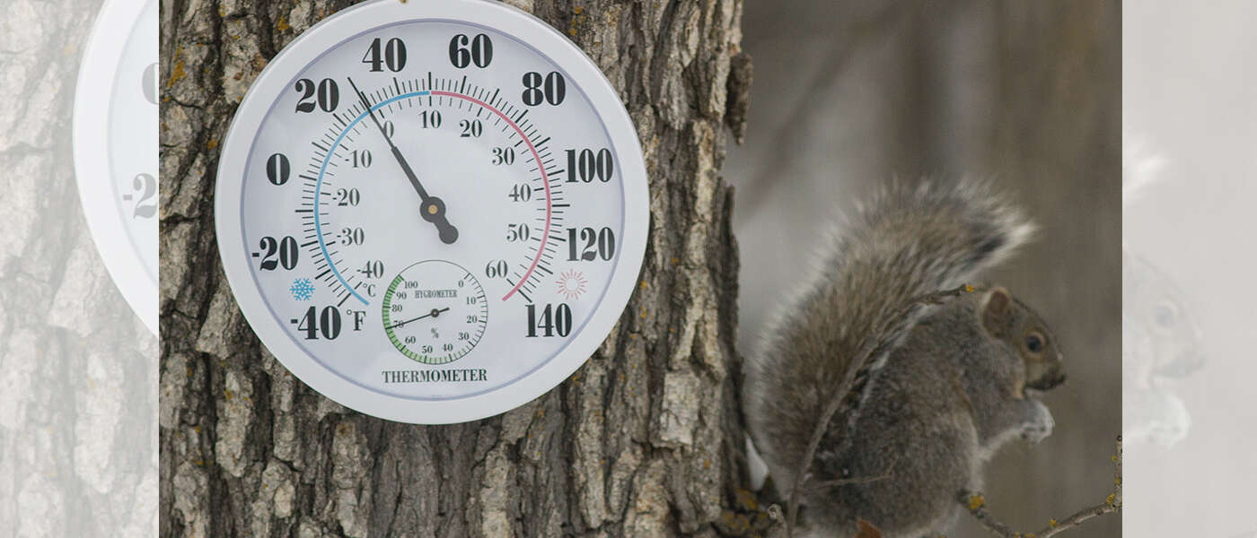 A grey squirrel on the branch of a tree. The squirrel is sitting next to the trunk which has a white, round weather thermometer in Celsius and Fahrenheit.