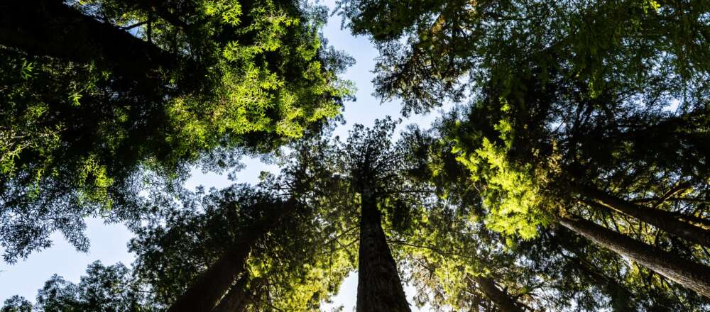 A low angle photo of green trees during daytime.