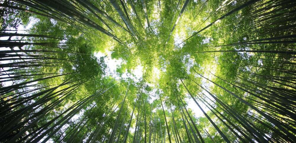 worm's eye view of forest during day time
