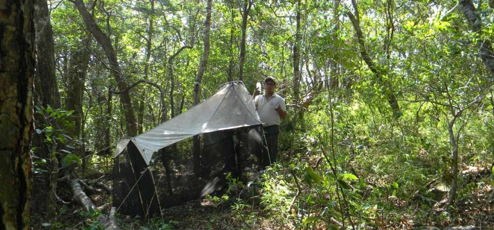 a man stands in a tropical forest holding a bottle in front of a large malaise trap