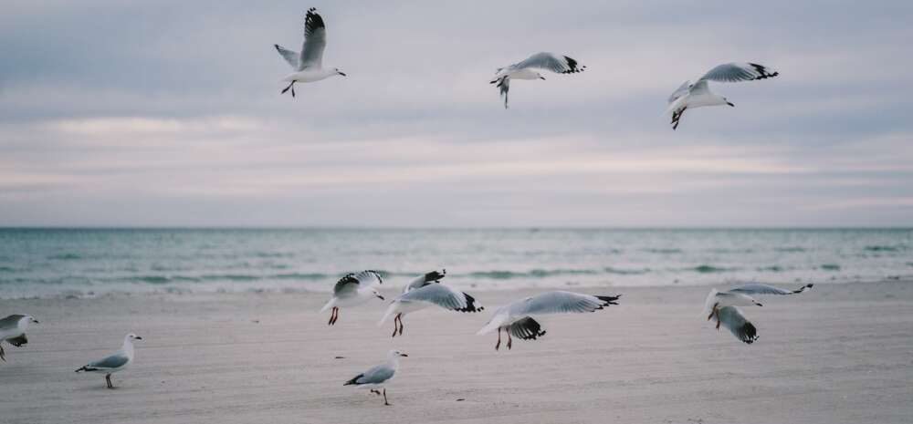 A flock of seagulls fly over a beach