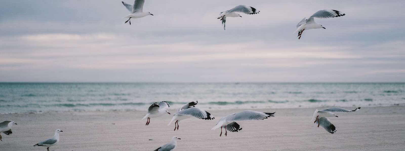 A flock of seagulls fly over a beach