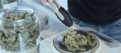 U of G Study Probes Effect of Cannabis on the Heart