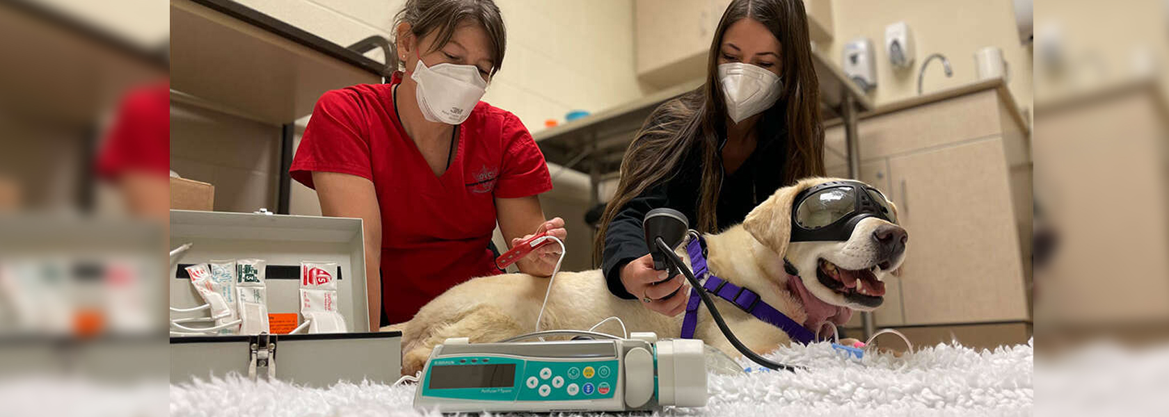 A yellow lab wearing 'doggles' to protect her eyes from laser therapy lays on the floor as she receives treatment from two veterinarians