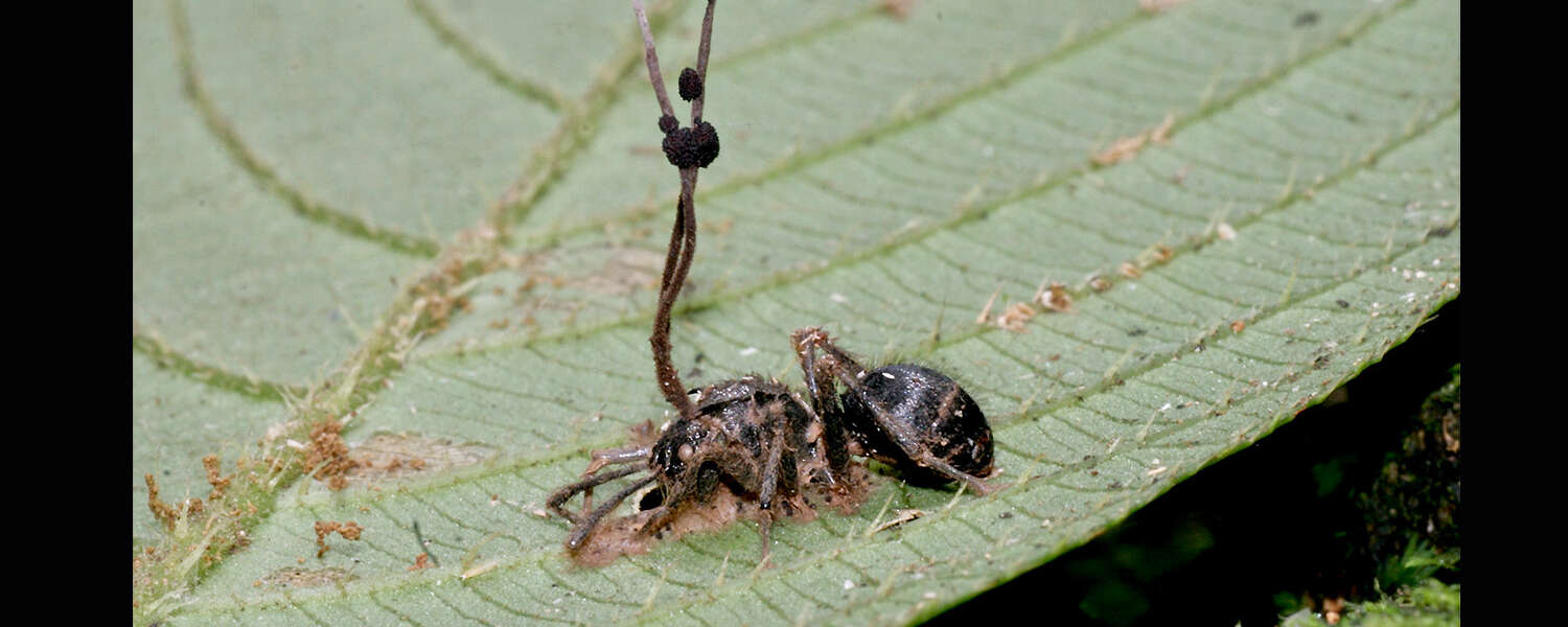 A black spider with a fungus shooting out of it on a green leaf