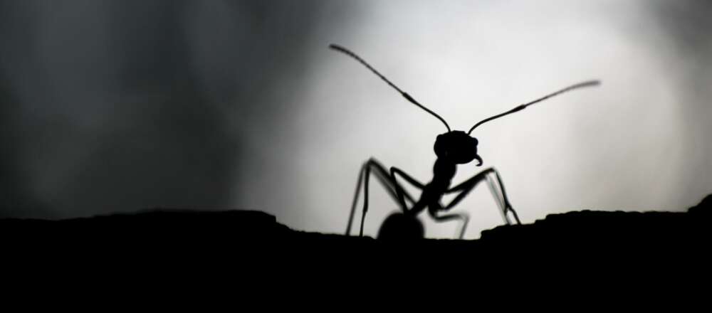 A black ant silhouetted
