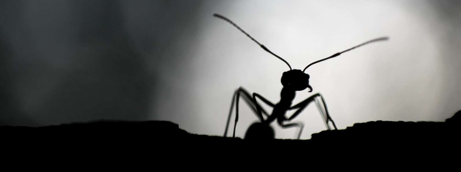 A black ant silhouetted