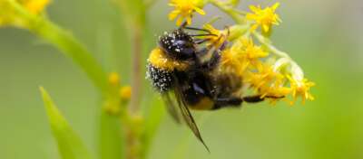 Queen Bumblebees Can Breathe Underwater – For Days. We Discovered How | OPINION