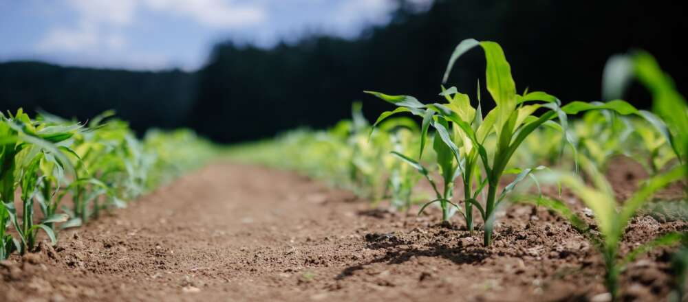 Green plants on brown soil during daytime