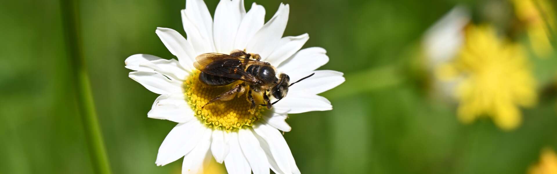 A wild bee gathers pollen from a daisy