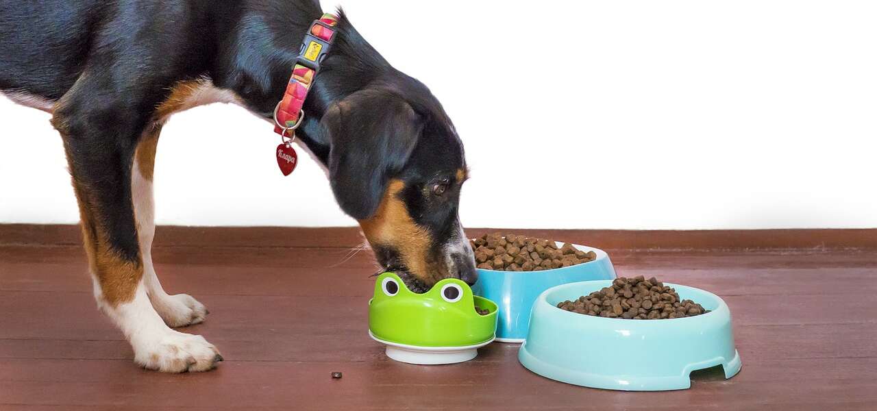 a bog bends down to eat kibble from one of 3 bowls