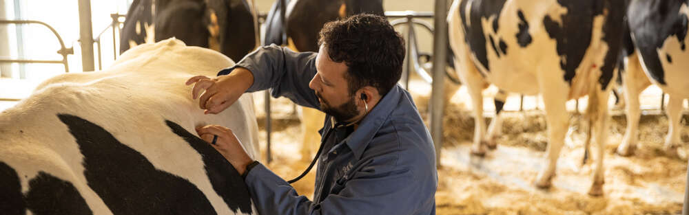 Student checking pulse on cow