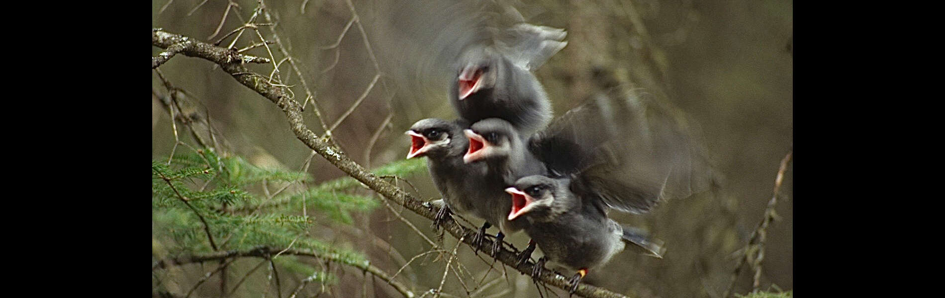 four baby birds stand on a branch and call out while flapping their wings and