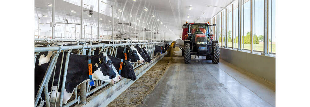 A tractors drops hay for cows in inside a white dairy research centre
