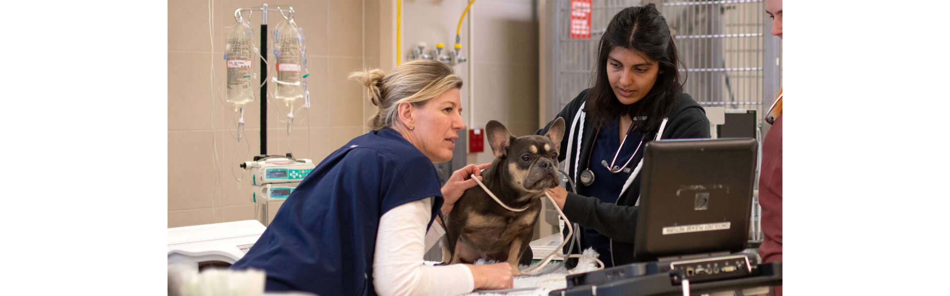 Two veterinary workers watch a screen while conducting a test on a french bulldog in the OVC health centre