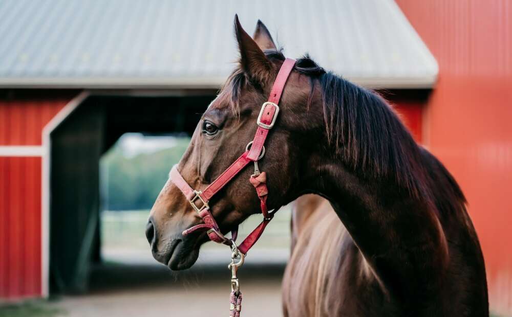 A brown horse stands on gravel in front of a bright red barn.