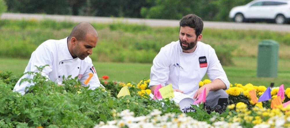 Two people in chef coats crouch in a garden to inspect tomatoes, while flowers grow nearby