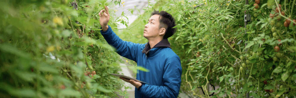 A person inspects cherry tomatoes growing in a greenhouse