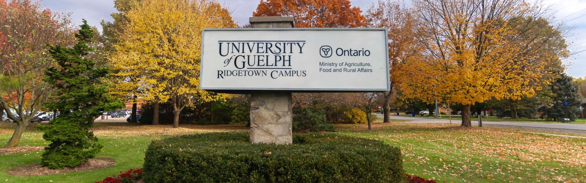 A sign reading University of Guelph Ridgetown campus is shown on a post surrounded by a circle of hedges with colourful autumn trees in the background