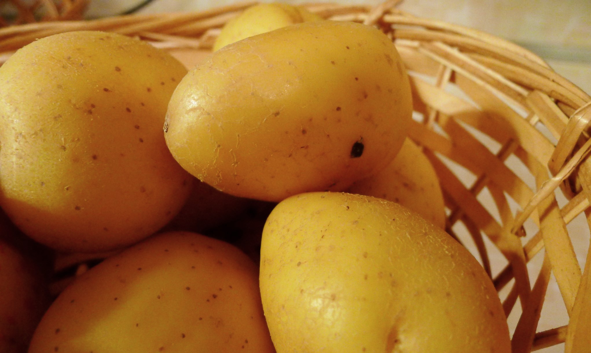 Yukon Gold Potato Celebrates 50th Anniversary U of G News