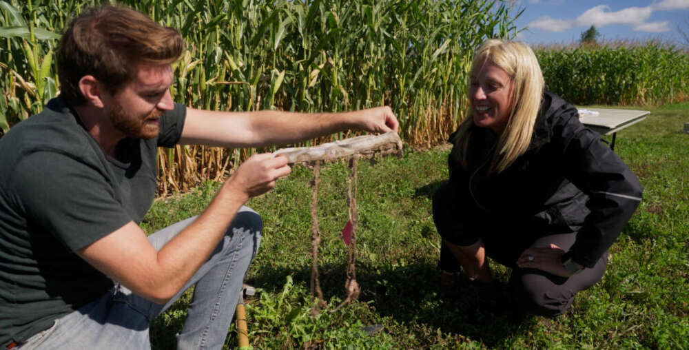 Two people crouch in the green grass in front of a field of crops holding the elastic waistband of white underwear buried in soil for experimentation.