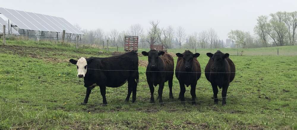 Four cows stand in a row in a foggy field in spring