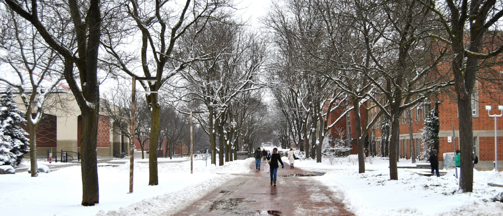 The tree-lined Alumni Walk on the University of Guelph campus on a snowy day.