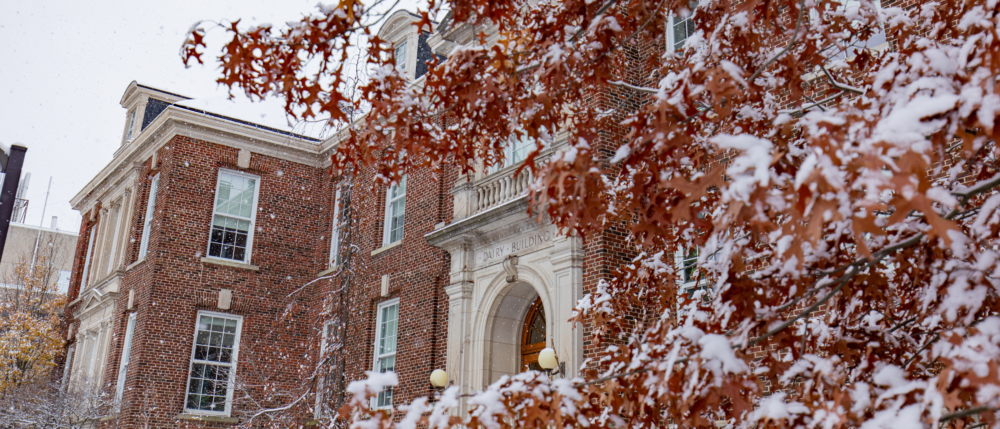 Looking through snow-covered red leaves at the Dairy building.