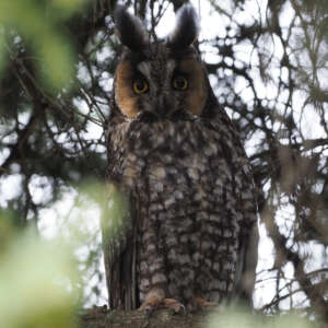 An owl sits in a tree.