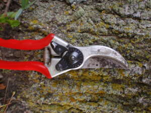 A pair of pruning shears.