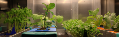 U of G Students Demonstrate Plant-Growth Chamber for Canadian Space Agency 