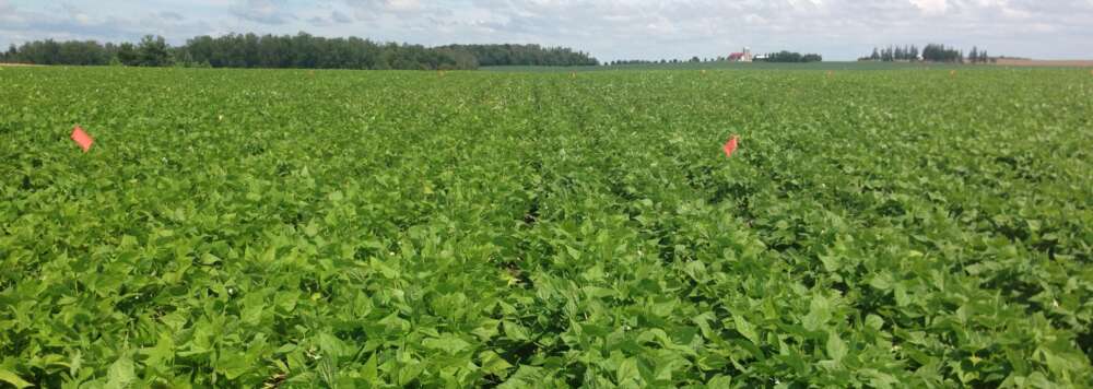 Field of green leaves, bean crops in a large field