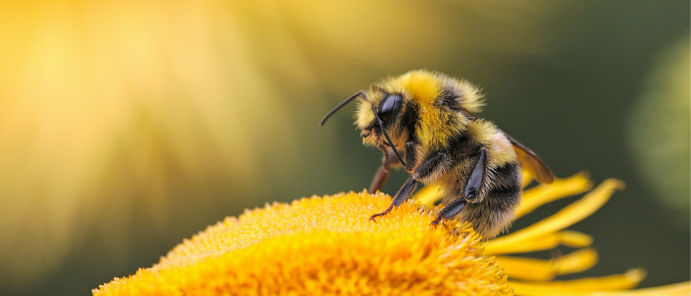 Bee sitting on yellow flower