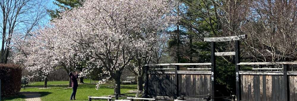 A cherry blossom tree in full bloom with light-pink blossoms at the U of G arboretum.