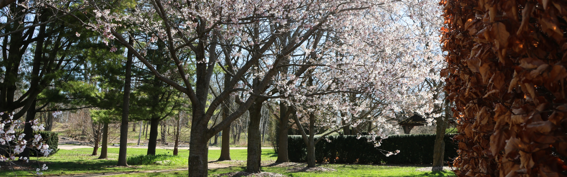 Several trees in bloom as well as conifers in the U of G Arboretum in spring