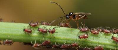 COMMENTARY: DNA Analysis Reveals There Are More Species of Parasitoid Wasps Than Anticipated
