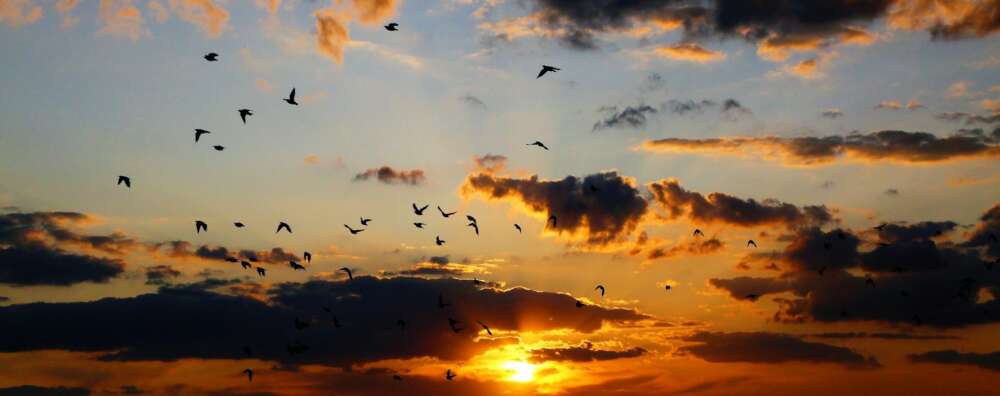 silhouette of birds flying across a cloud-filled sky during sunset