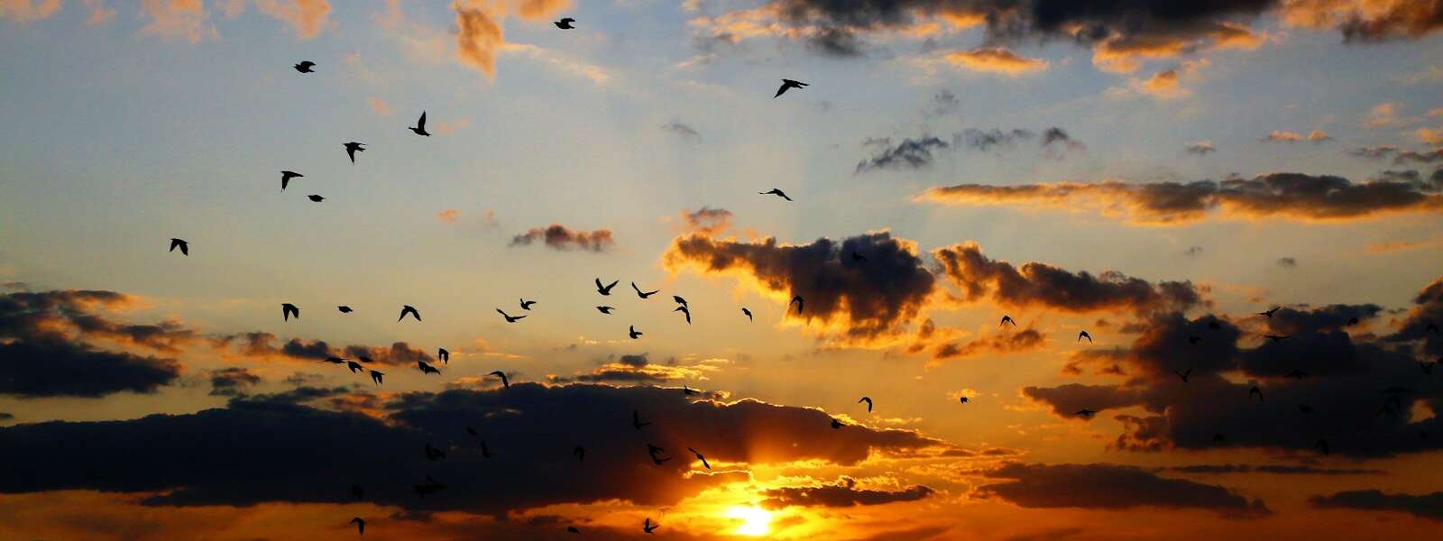 silhouette of birds flying across a cloud-filled sky during sunset