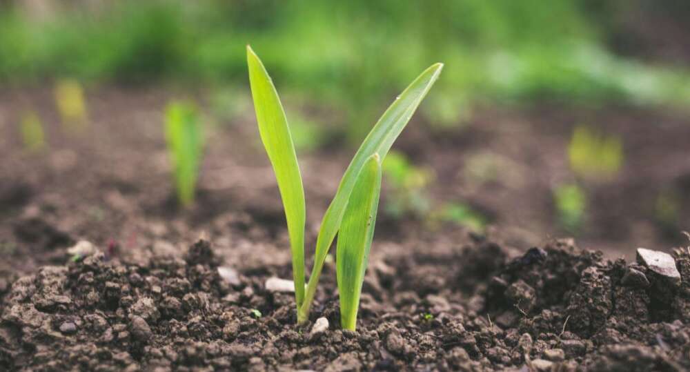 green plant sprouting at daytime