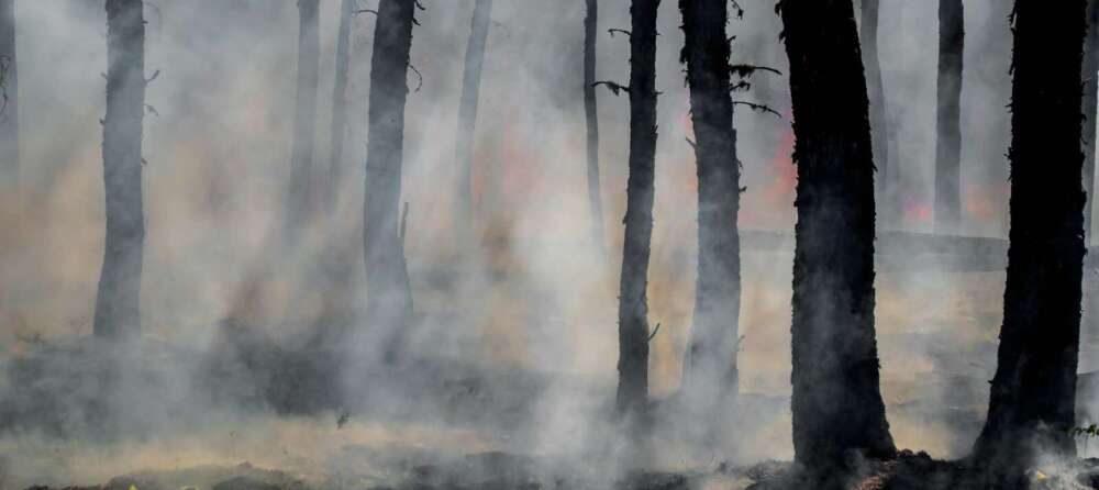 silhouette of trees on smoke covered forest