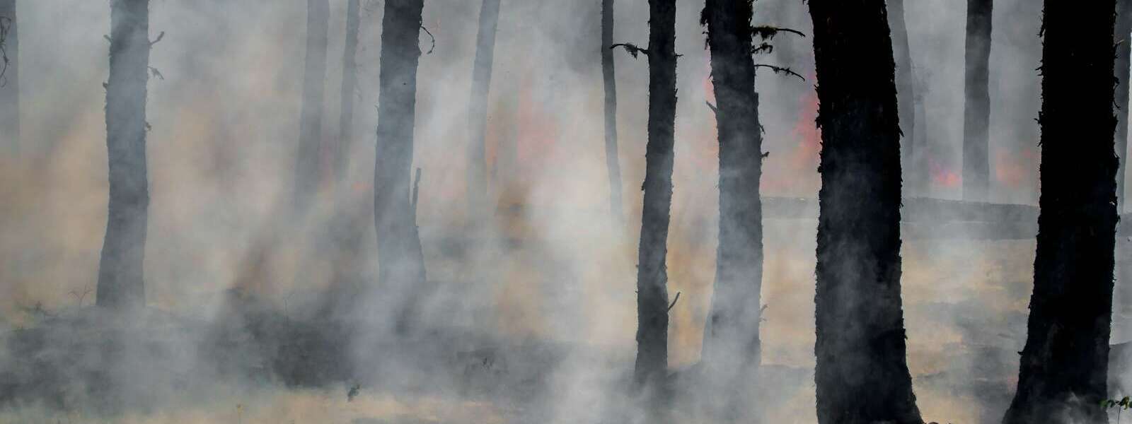 silhouette of trees on smoke covered forest