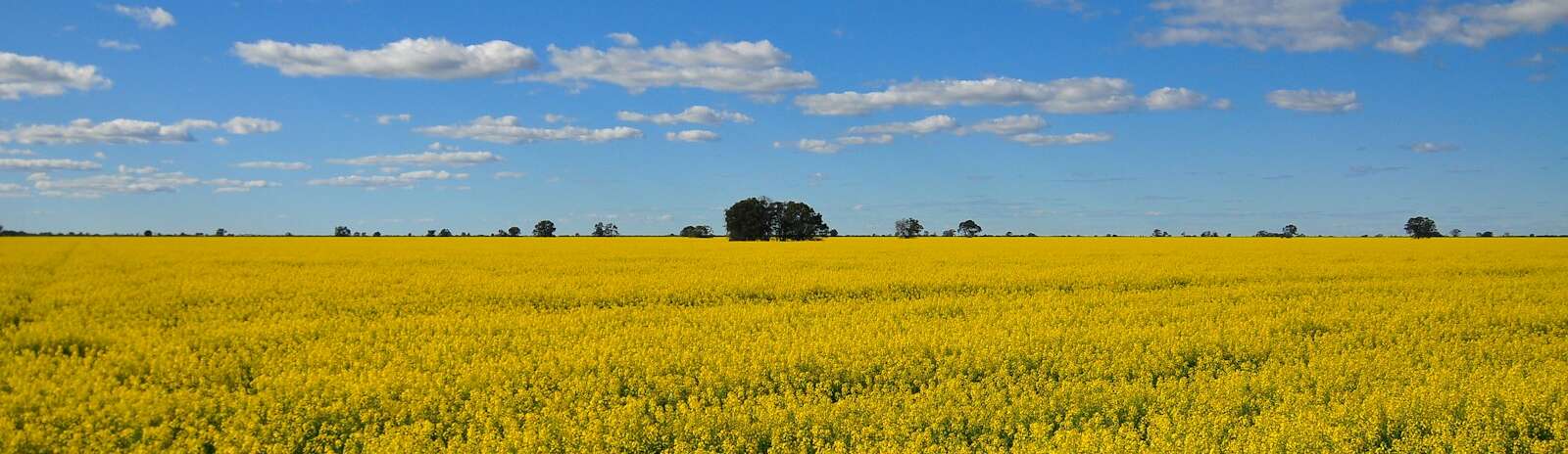 a field of yellow flowers