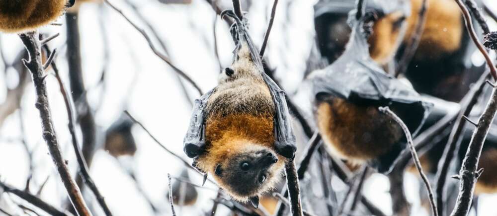 a bunch of bats hanging from a tree