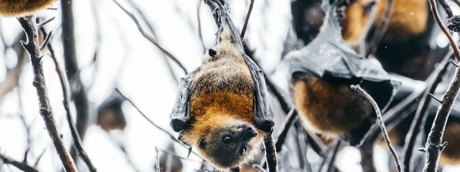 a bunch of bats hanging from a tree