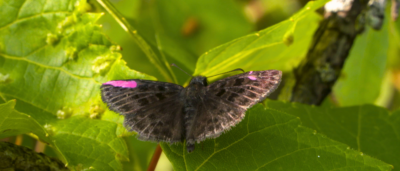 U of G Team Restores Endangered Butterfly, Story Captured in New Documentary 