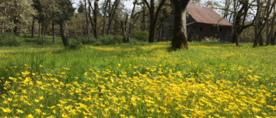 World Getting ‘Greener and Bushier’ But Many Regions Threatened: U of G Study 