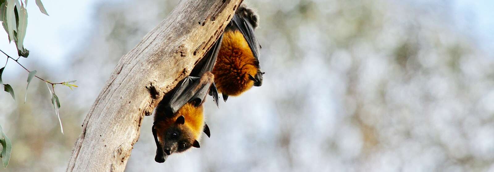 brown and black bats on branch