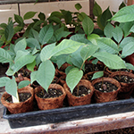 A bunch of paw paw seedlings in a tray with green leaves.